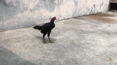 最新斗鸡现象,背景、发展、影响与特定时代地位探究