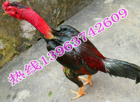 最新斗鸡现象,背景、发展、影响与特定时代地位探究