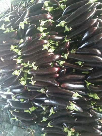 最新茄子价格,与自然美景的旅行邂逅,探寻内心宁静之道