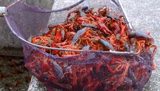 最新流行湘菜,掀起味蕾风暴的湖南美食盛宴