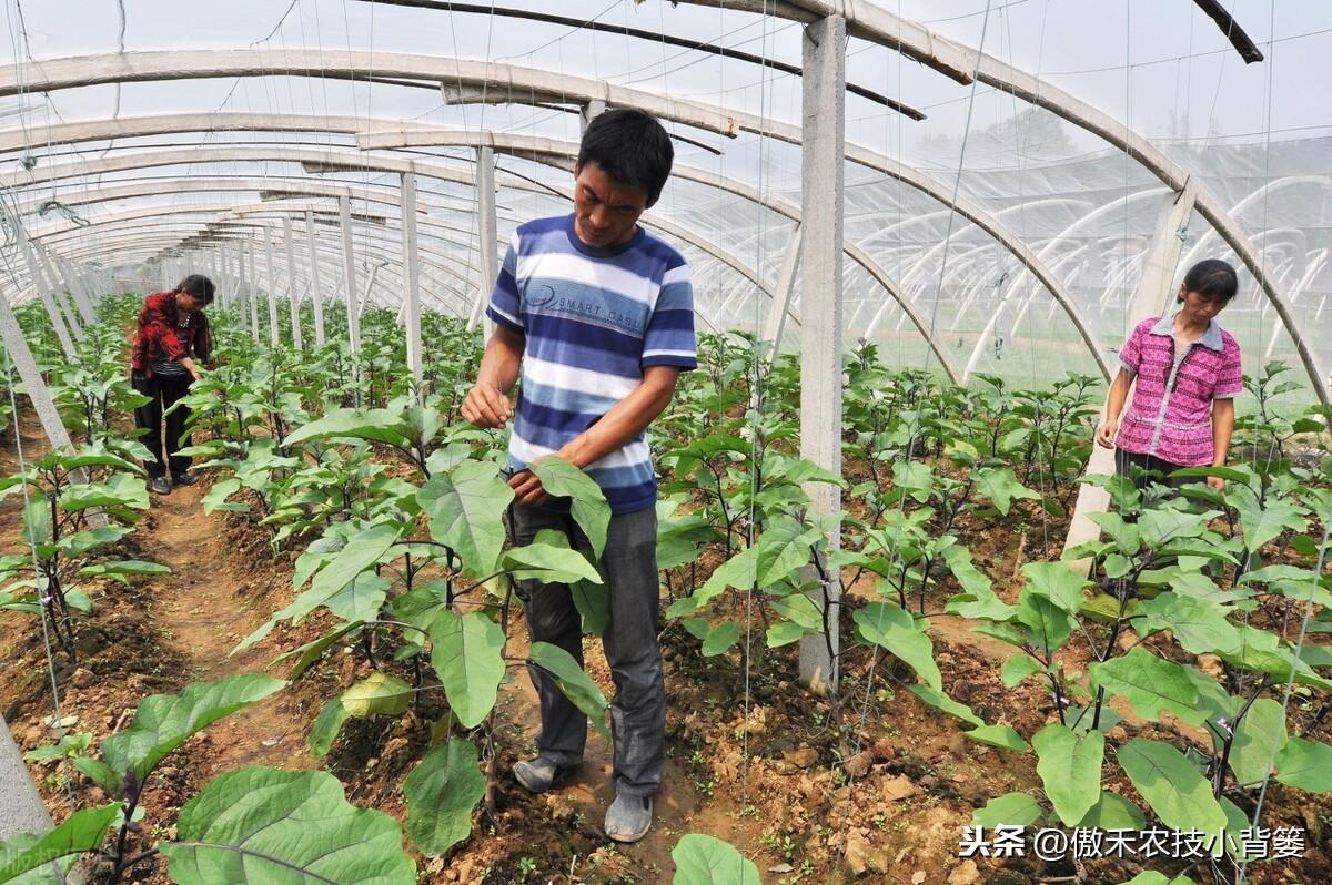 科技重塑牧场,最新牛奶产量揭示未来触手可及的趋势