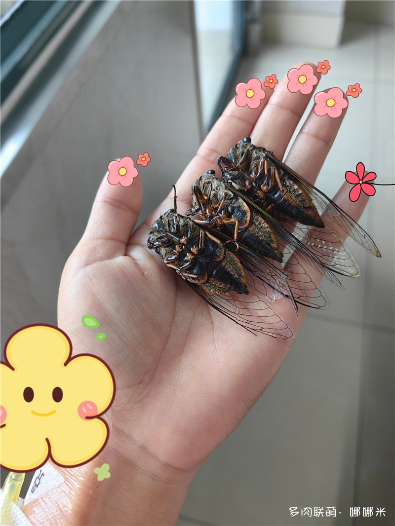 比特知了最新,自然美景探险之旅,探寻内心平和与喜悦的旅程