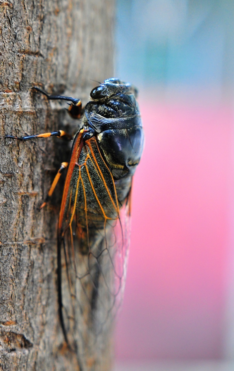 比特知了最新,自然美景探险之旅,探寻内心平和与喜悦的旅程