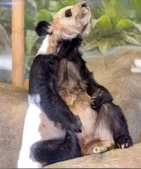 全面了解大熊猫与丫丫的全方位指南,最新关于丫丫大熊猫的资讯与动态