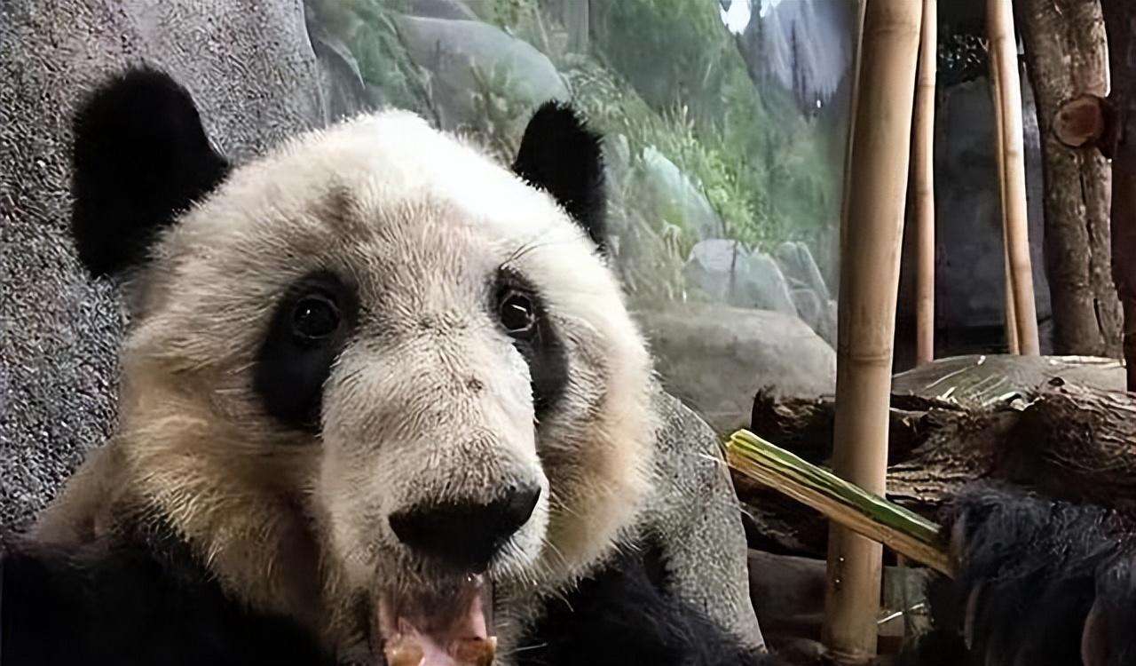 全面了解大熊猫与丫丫的全方位指南,最新关于丫丫大熊猫的资讯与动态