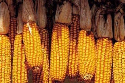 粮价上涨最新动态与应对策略步骤指南