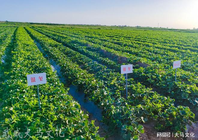 Cao榴2024最新地址一，科技前沿产品体验与重塑生活的探索