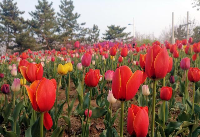 Cao榴2024最新地址一,科技前沿产品体验与重塑生活的探索