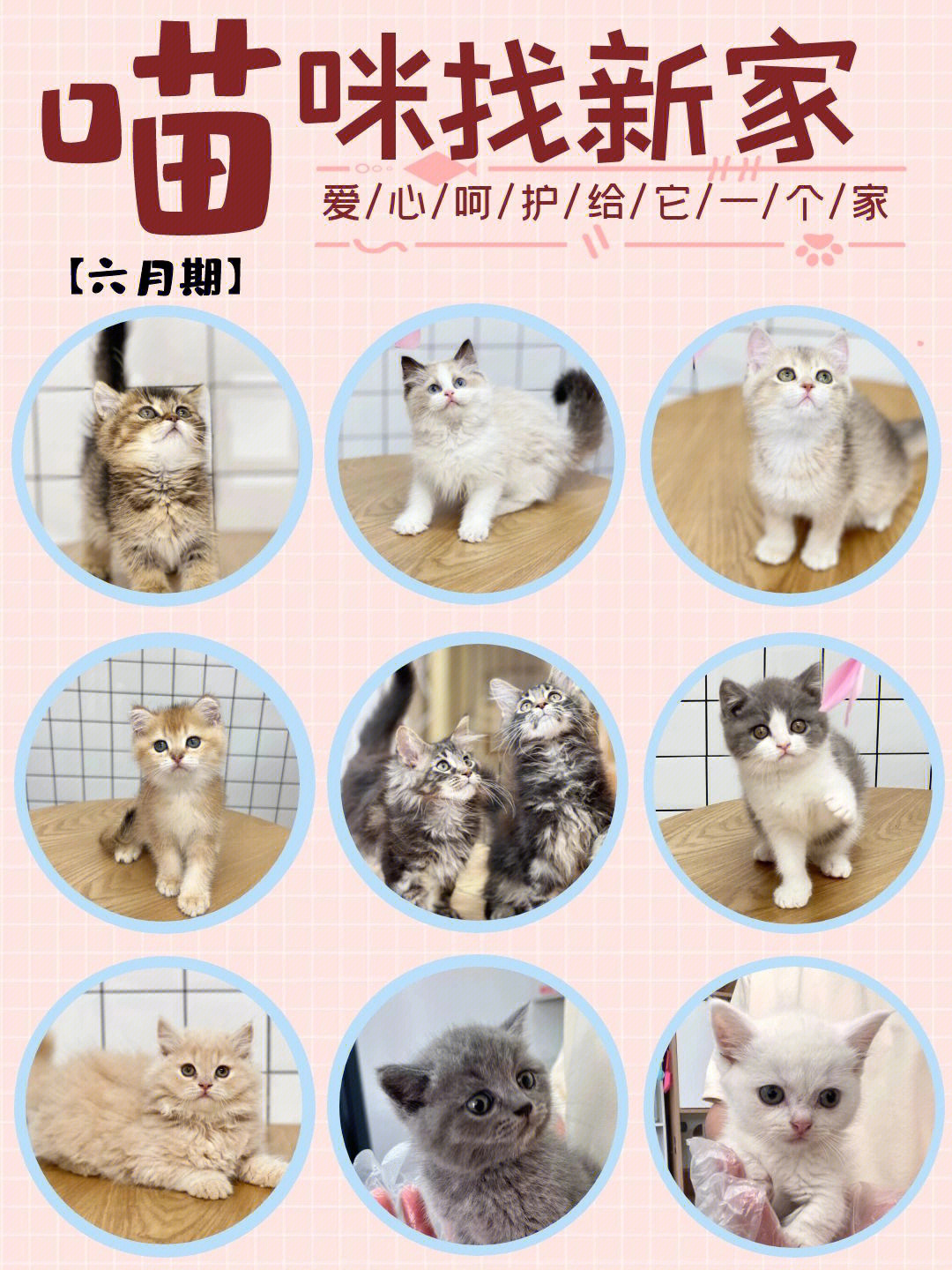 猫咪官网最新版，探索最新特色与独特魅力的猫咪世界