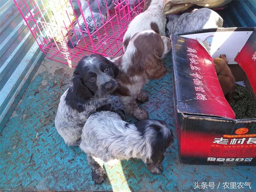 徐州宠物市场最新地址，科技引领宠物购物新体验