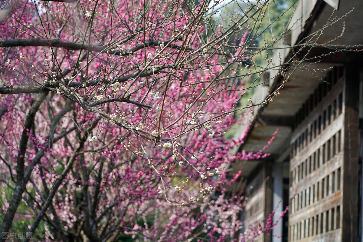风流杏花村最新章节,小巷深处的独特风情