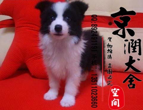 天佑犬业科技新品亮相，探索前沿，体验未来犬生活