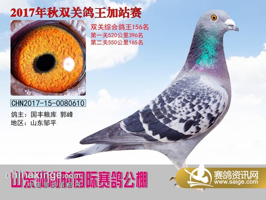 文德赛鸽公棚最新公告，一段温馨的鸽子传说