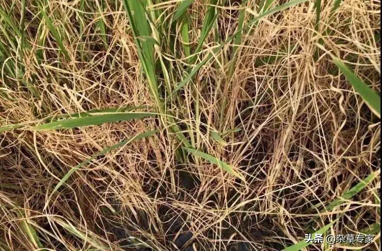 氟非尼酮的最新科研进展与未来展望