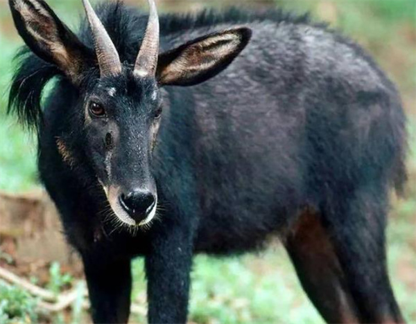 四不像正版+正版四不像凤凰,深入探讨方案策略_HZG38.196旅行助手版