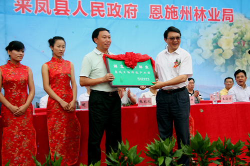 来凤县长向军最新动态，多维度分析与论述概述