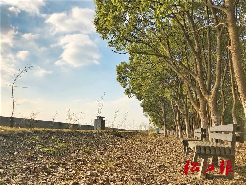 松南郊野公园最新动态，时代绿色印记的展现