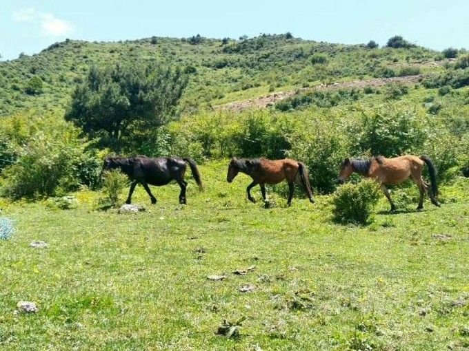 四川双马最新消息传闻速递