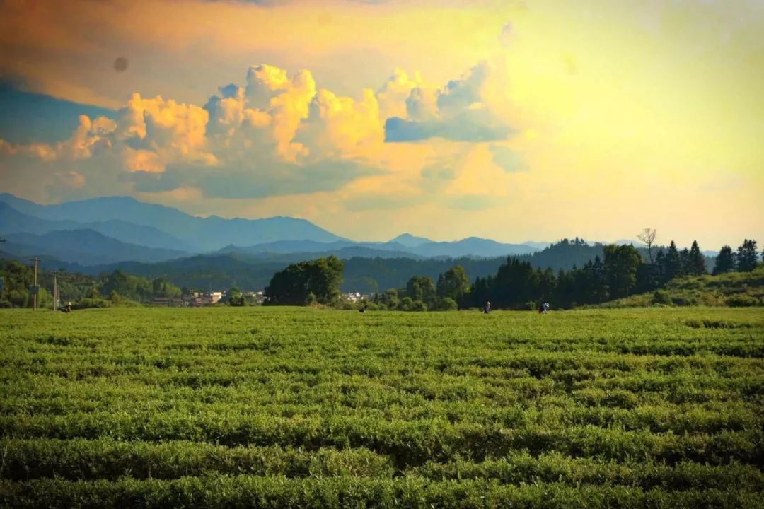 井冈山新城区最新规划,自然美景探索之旅启程