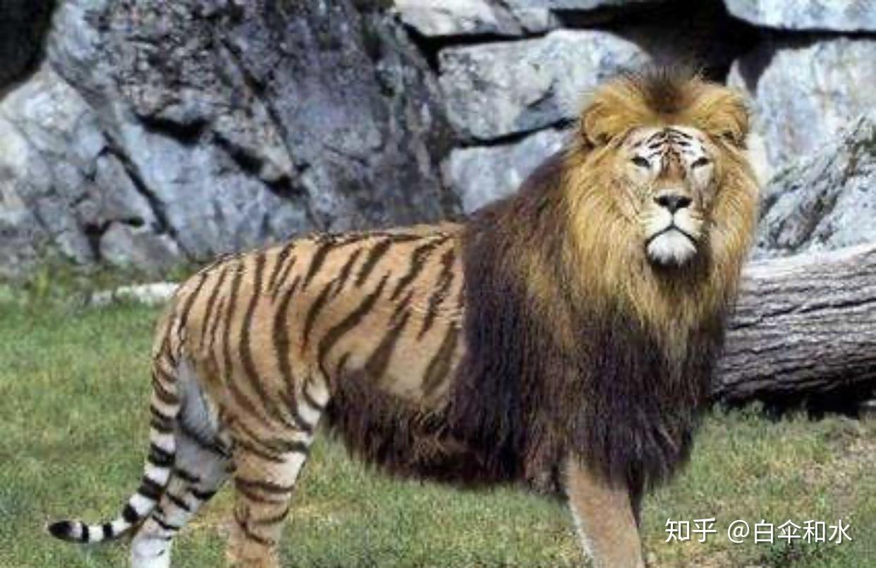 2024年白老虎免费公开,高度协调实施_RVX93.867黑科技版