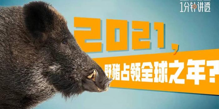 池州一高校内惊现狂奔野猪,机制评估方案_VZY41.658轻奢版