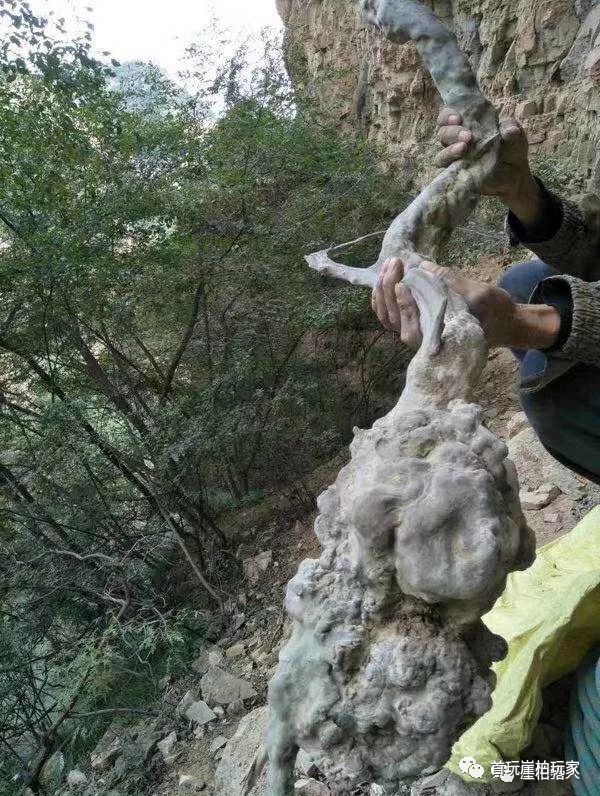 太行山崖柏探寻之旅，揭开古老植物的神秘面纱最新消息