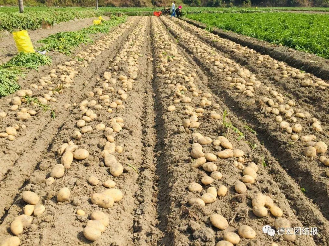 美盛3个19化肥最新价格,科技农业的绿色革命驱动力