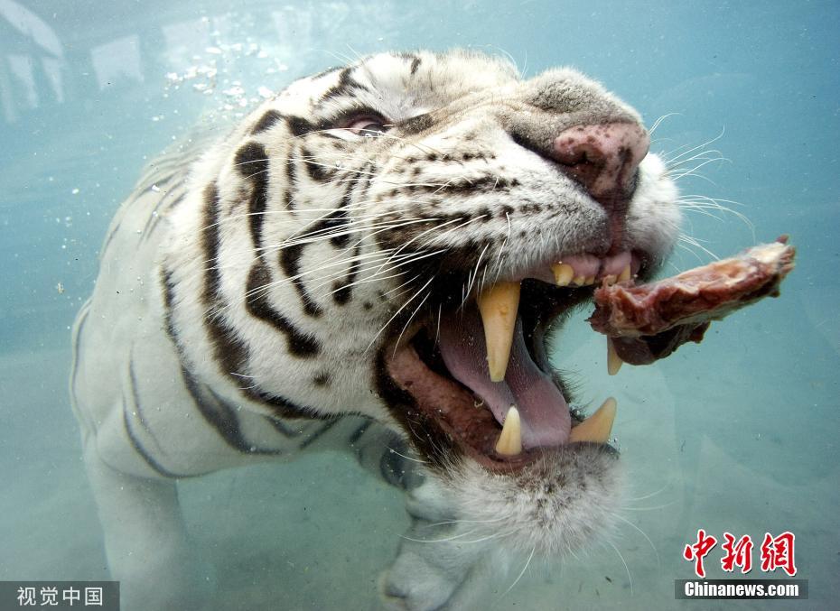 白老虎版玄机资料大全免费,现象分析定义_ONW93.821增强版