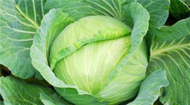 圆白菜最新价格行情，一场绿色之旅探寻内心平静