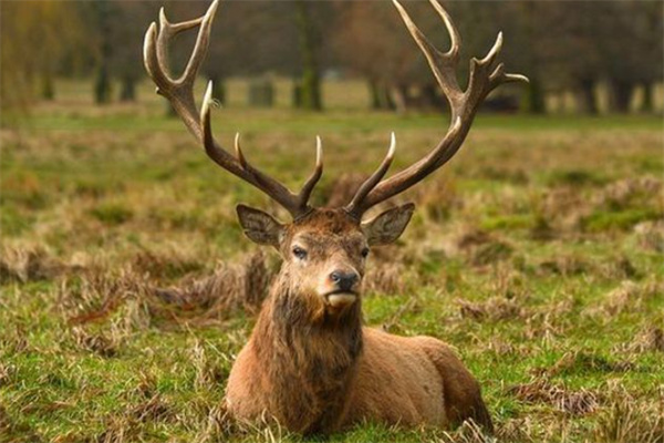 澳门四不像精准一肖一码,连贯性方法执行评估_IZF83.756穿戴版