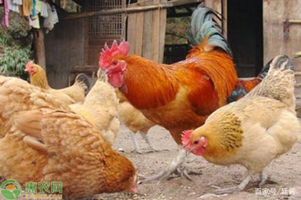 四川鸡最新行情揭秘，价格动态与小巷深处的鸡香探秘