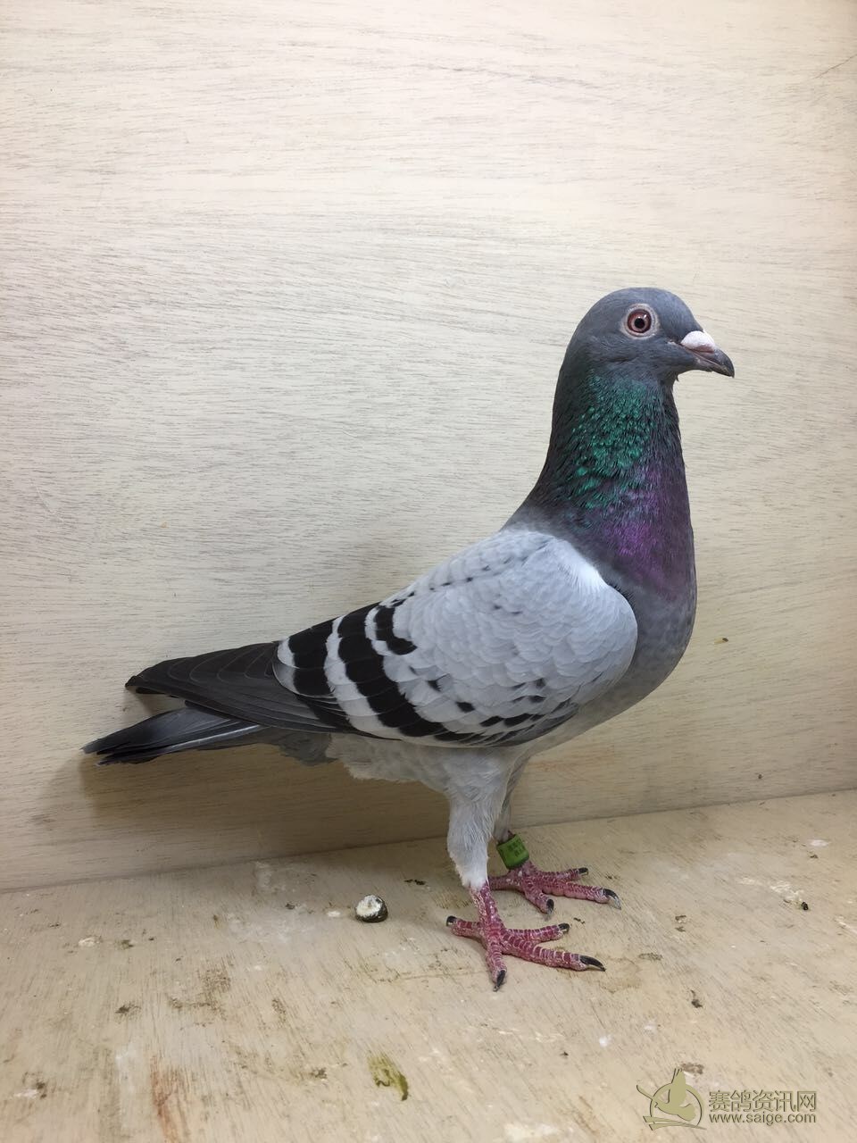 祁县信鸽协会最新动态及观点论述揭秘