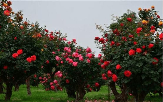 南阳月季园最新动态，自然之旅的呼唤，探寻内心宁静与平和