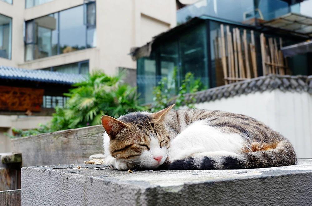 996cd最新地址的探讨,利弊分析、个人立场与深度解析