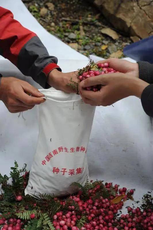 澳门最精准正最精准龙门客栈免费,互动性策略设计_未来版31.484