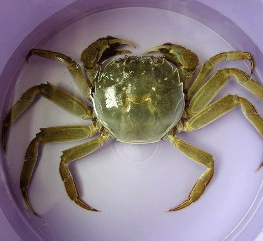 探索最新螃蟹世界的奥秘