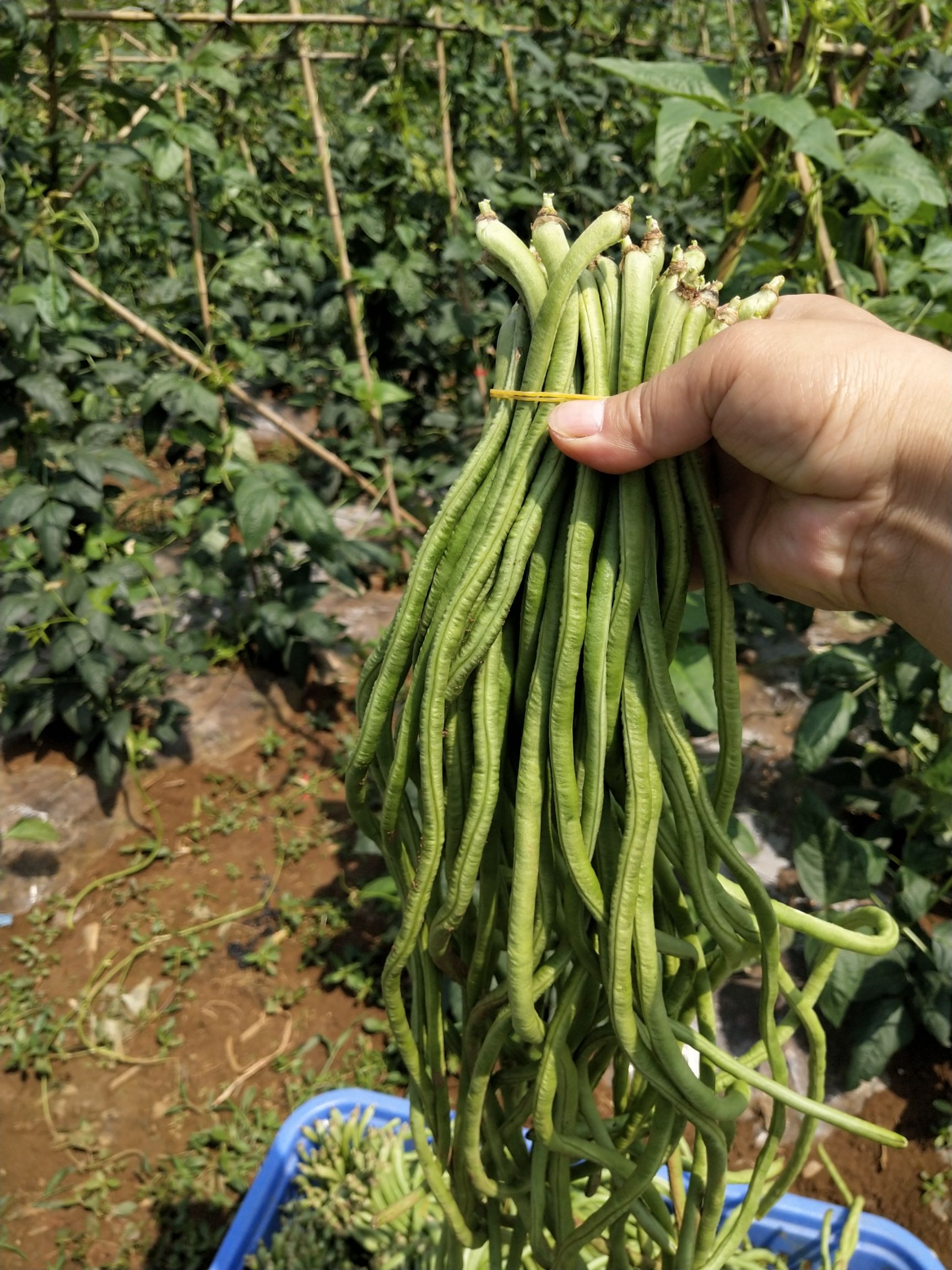 豇豆的成长之路,励志之旅启程!