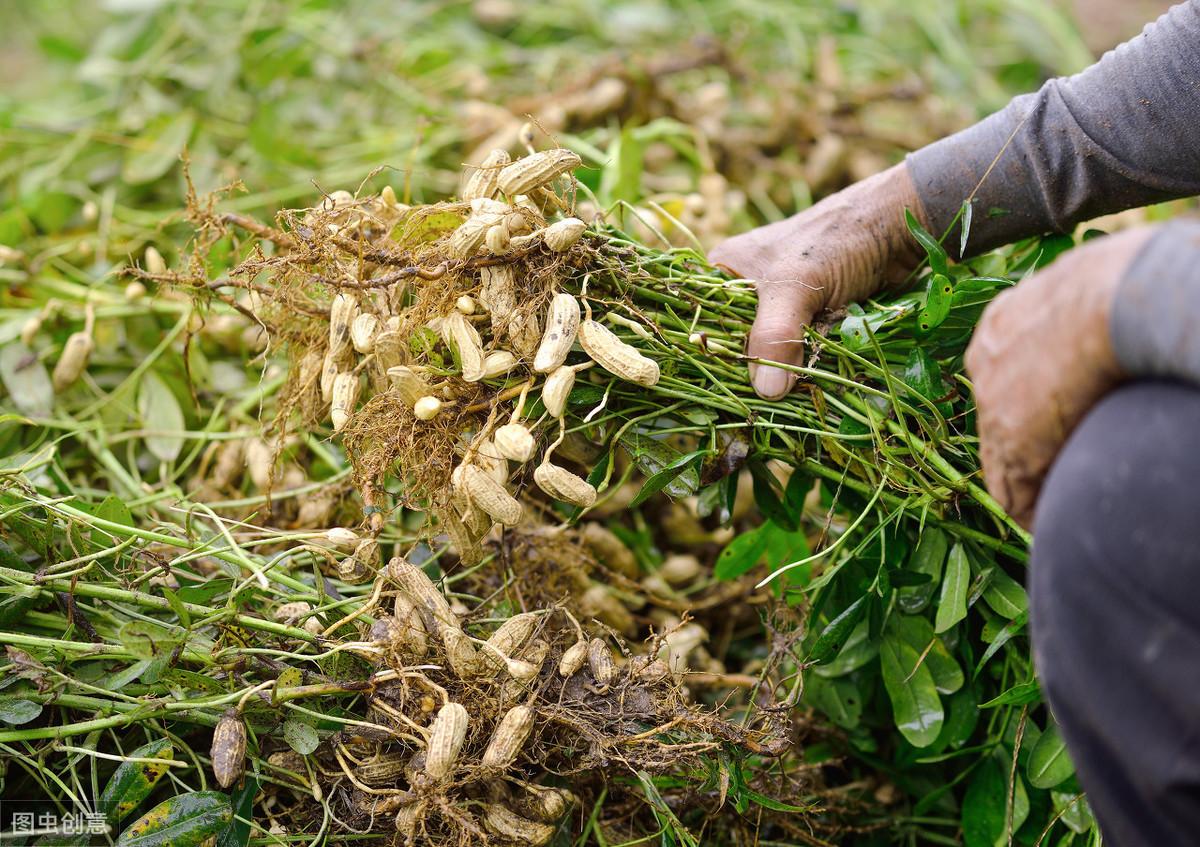 农业农村部最新发布最新,农业农村部最新发布动态,聚焦农业发展与乡村振兴的三大要点