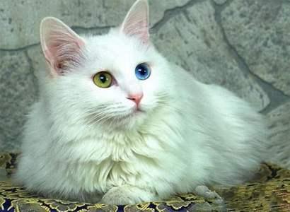 最新猫品种大盘点，带你领略萌宠新世界的精彩！