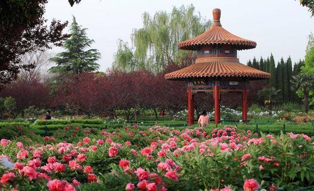 花开城绽放美丽时光，最新盛开时刻🌸