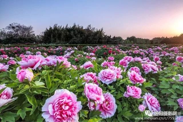 花开城绽放美丽时光,最新盛开时刻🌸