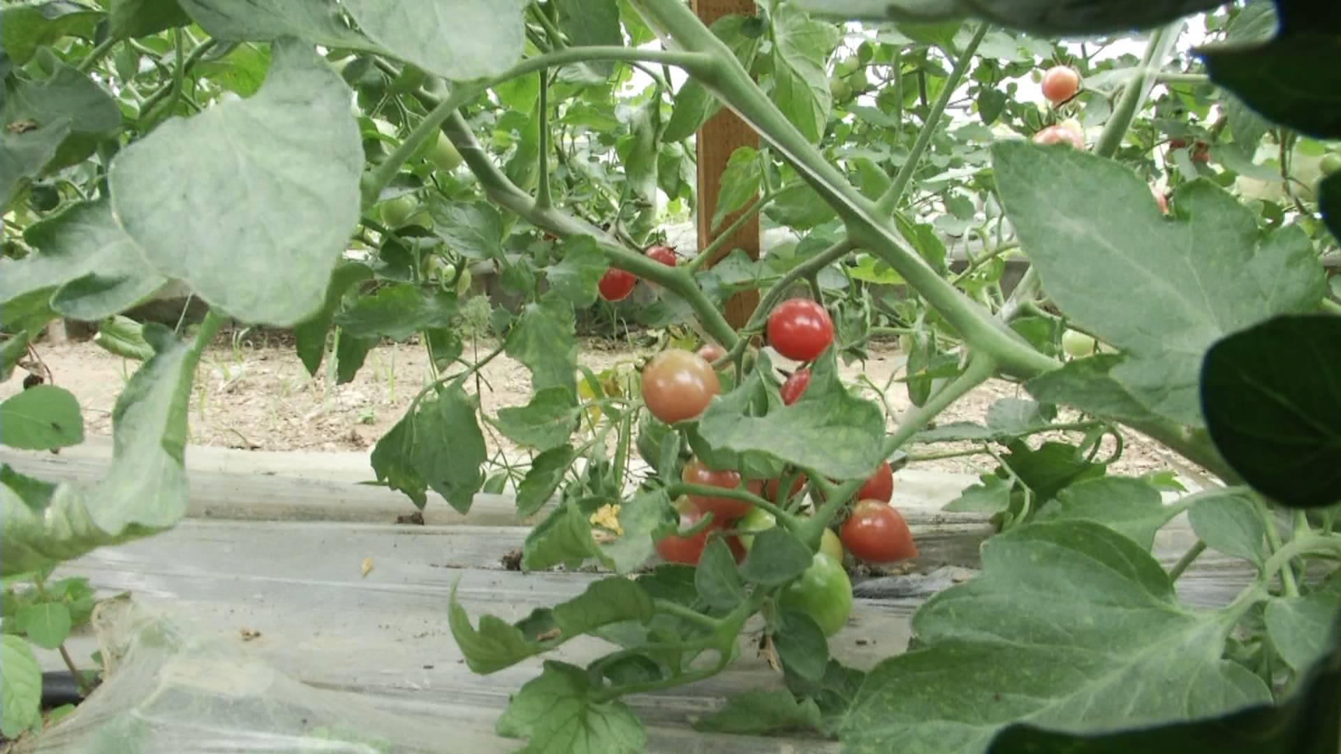 科技大棚被,未来种植的新体验,温暖生活新篇章