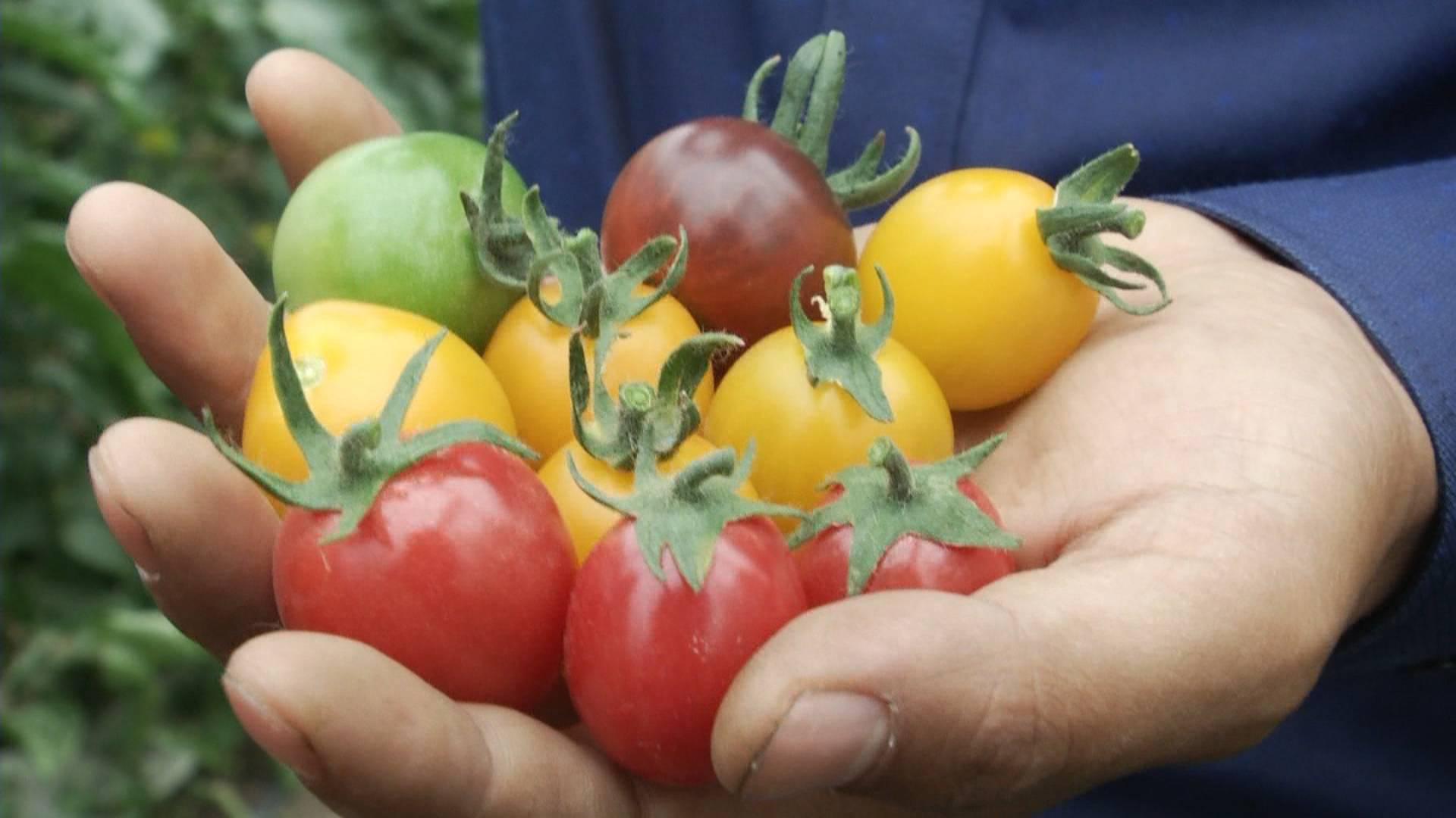 科技大棚被,未来种植的新体验,温暖生活新篇章