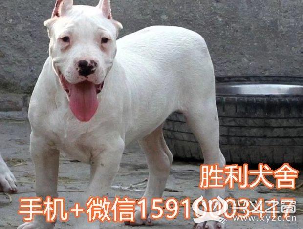 杜高犬最新观点论述解析