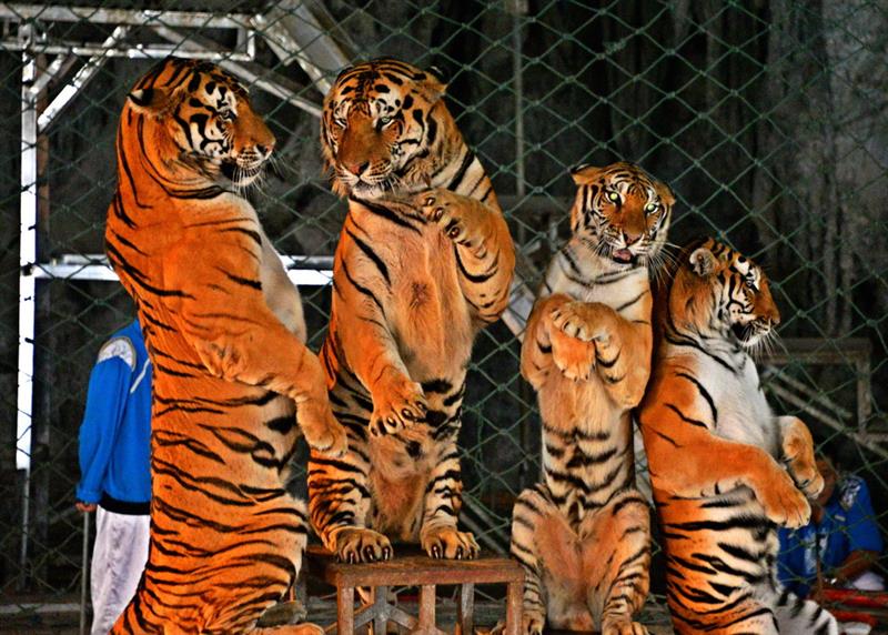 最新地址四虎，探索温馨日常的趣事