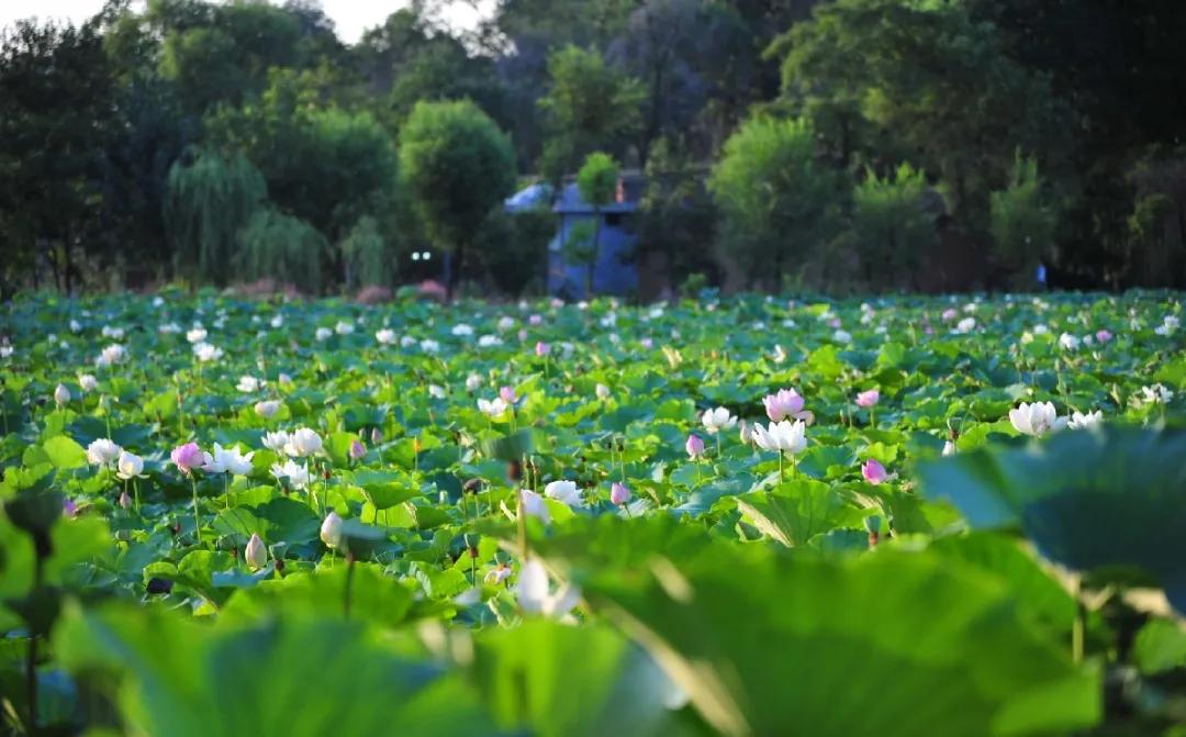 探索小巷秘境,最新实景地图与独特小店之旅