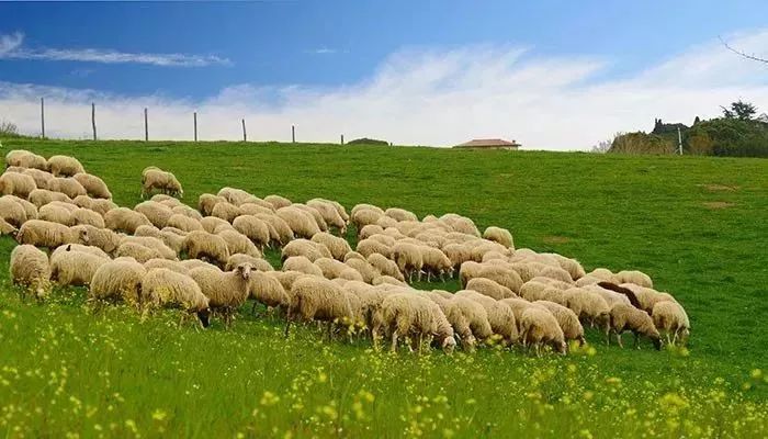 羊了个羊最新坐标及观点阐述解析