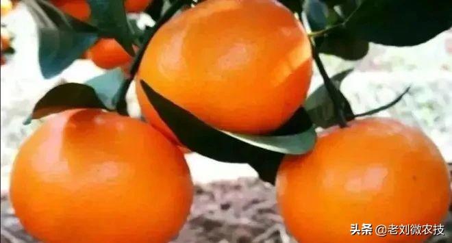 最新品种沃柑,甜蜜传奇的启程