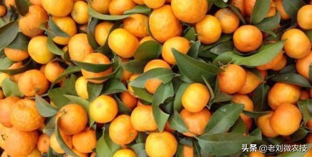 最新品种沃柑,甜蜜传奇的启程