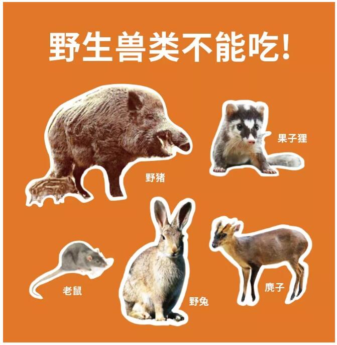 最新被禁野生动物及其高科技产品，守护生态，感受科技魅力